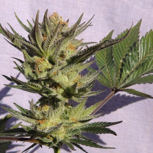Gypsy Kush (Faraona) Feminised Seeds