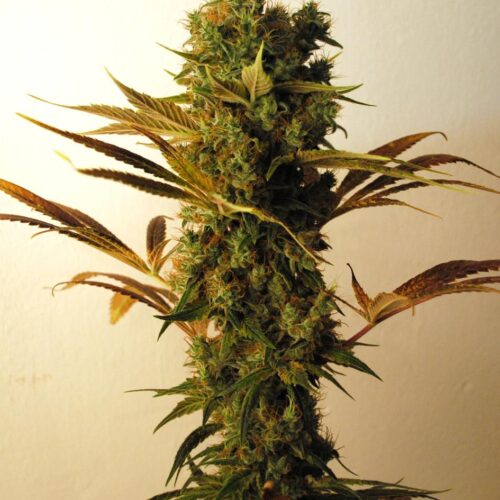 Hammer Shark Feminised Seeds