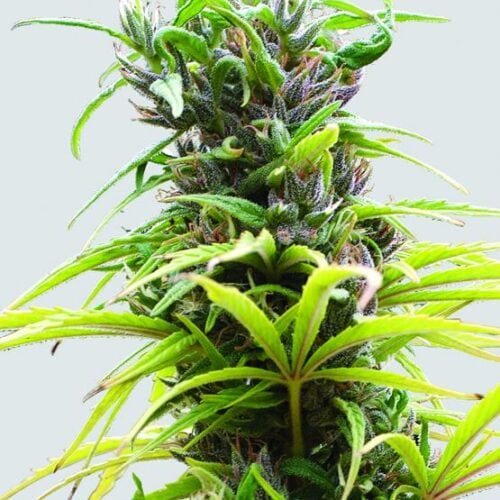 Hawaii Maui Waui Regular Seeds - 10