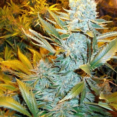 Haze Express Auto Feminised Seeds