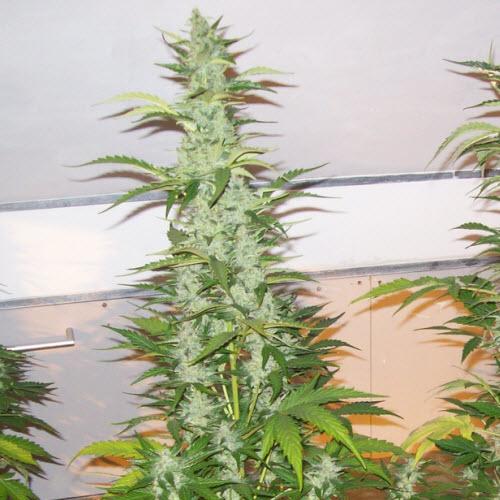 Headlights Kush Auto Feminised Seeds - Image 2