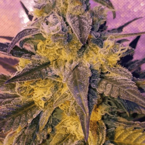 Sweet Peach Feminised Seeds