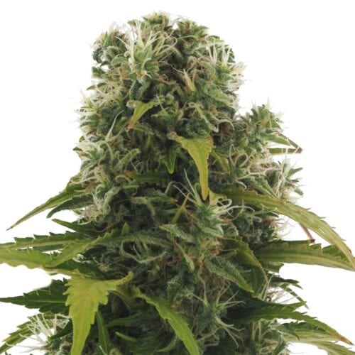 High Density Auto Feminised Seeds