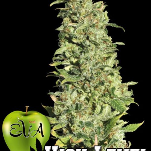 High Level Feminised Seeds