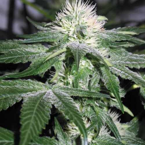 Ice Feminised Seeds