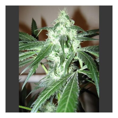 Ice Feminised Seeds - 5
