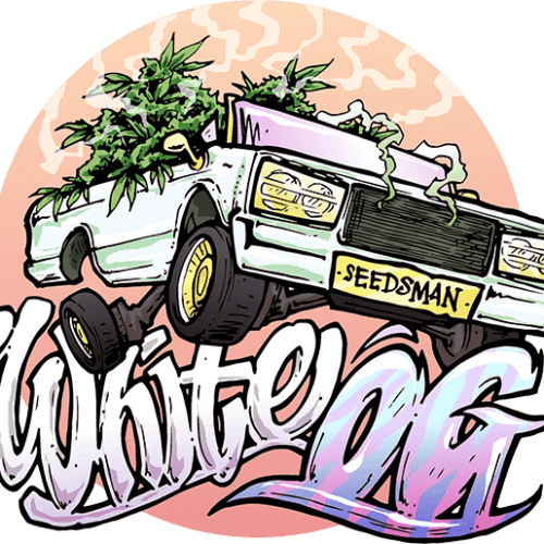 The White OG Feminised Seeds from Seedsman