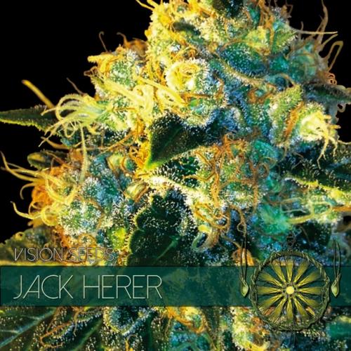 Jack Herer Feminised Seeds - Vision