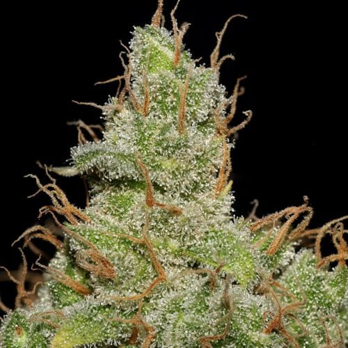 Jack Herer Feminised Cannabis Seeds by Seedsman