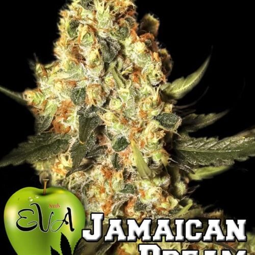 Jamaican Dream Feminised Seeds