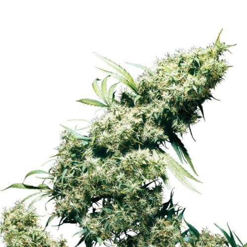 Jamaican Pearl Feminised Seeds