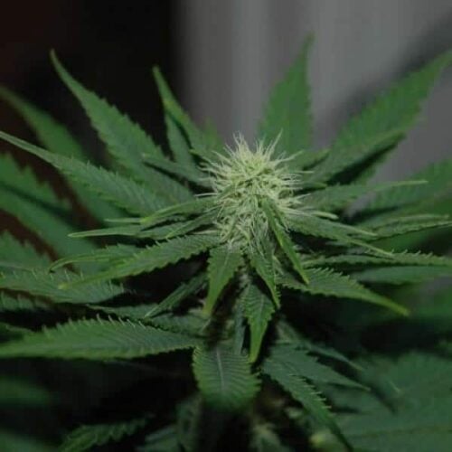 Jock Horror Feminised Seeds - 5
