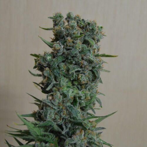 Kalashnikov Original Feminised Seeds