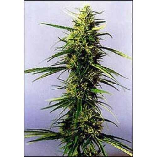 KC 36 Feminised Seeds - 5
