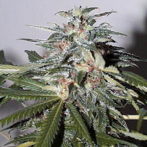 KC 51 Auto Feminised Seeds - 5