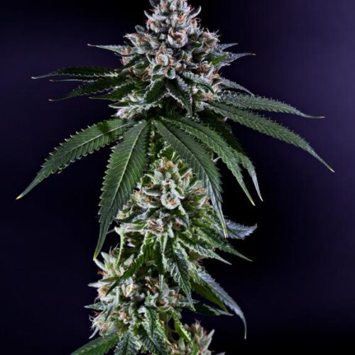 Ken's Kush - 10 Regular Seeds