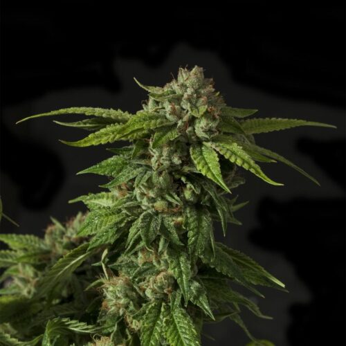 Khufu Regular Seeds - 10
