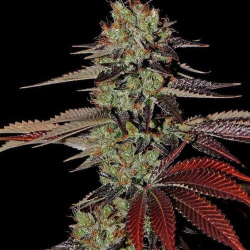 King's Kush Auto Feminised Seeds