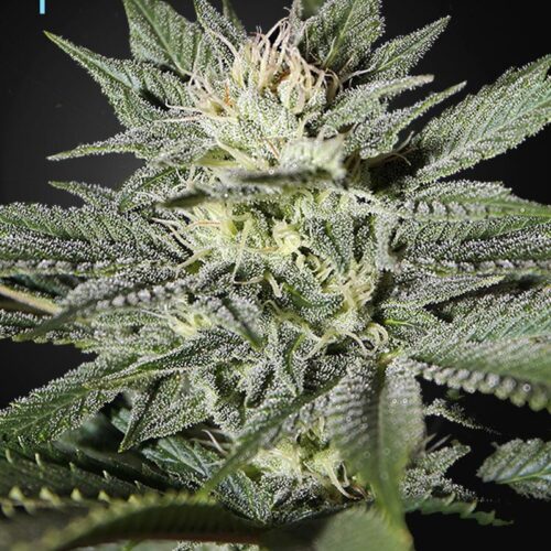 King's Kush CBD Feminised Seeds