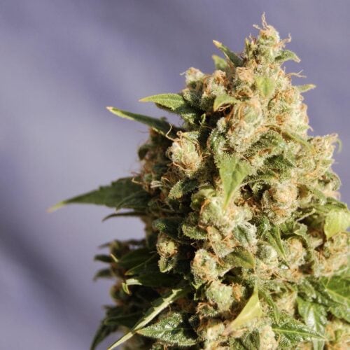 Kiss (Big Northern) Feminised Cannabis Seeds by Kannabia Seeds