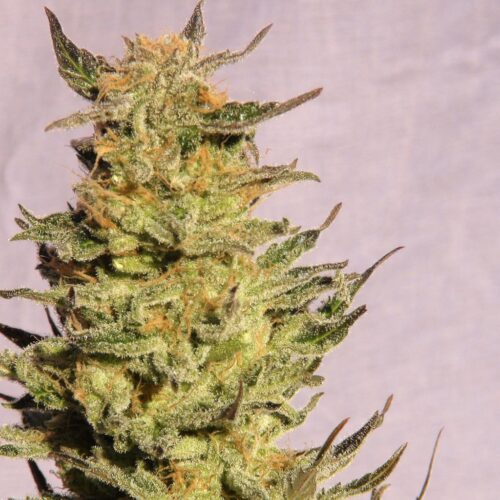 Kreamy Karamel (Karamelo) Feminised Seeds