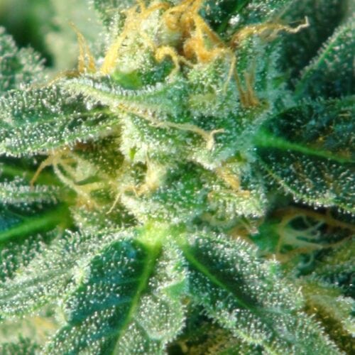 Kritic (Kritic 70) Auto Feminised Seeds