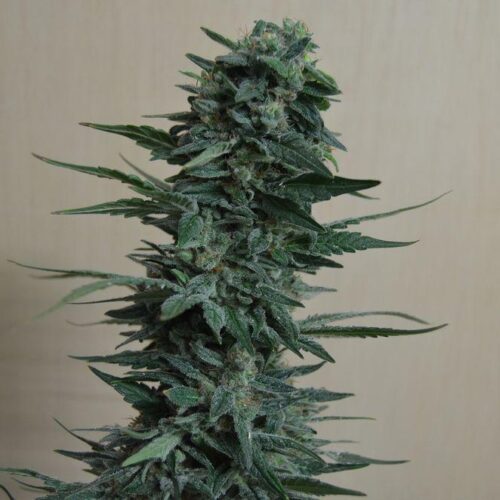 Kubanskiy Ubiyza Feminised Seeds