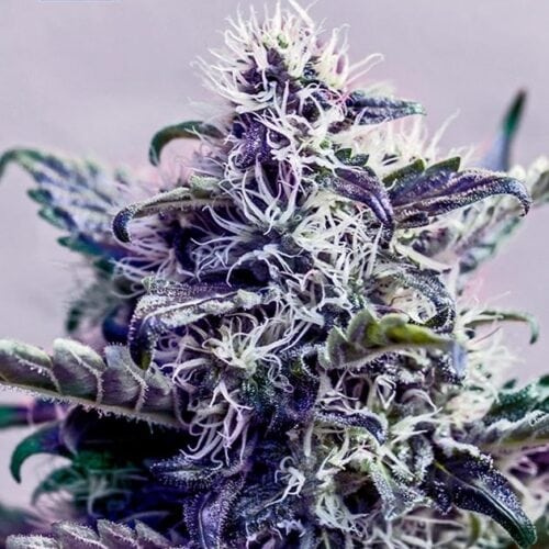 Kush Express Auto Feminised Cannabis Seeds by Positronic Seeds