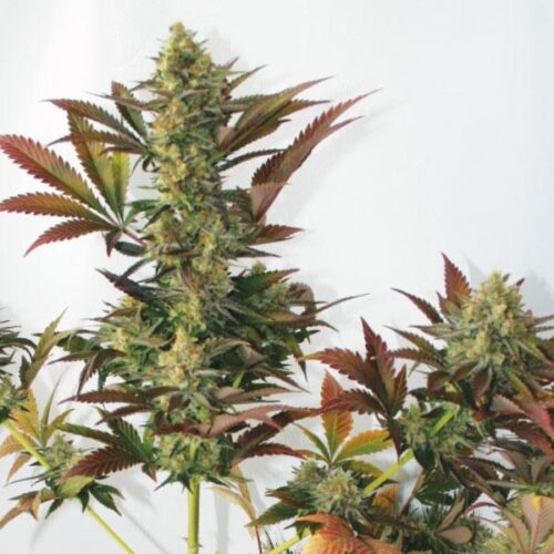 Larry's Lemon OG Feminised Seeds