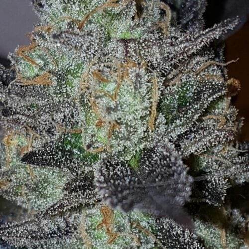 Lavender Feminised Seeds - Lineage