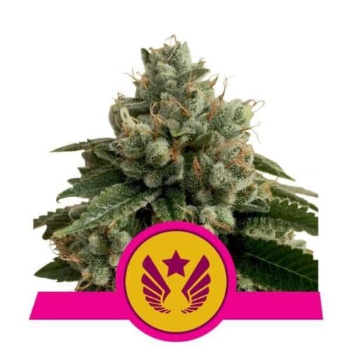 Legendary Punch Feminised Seeds