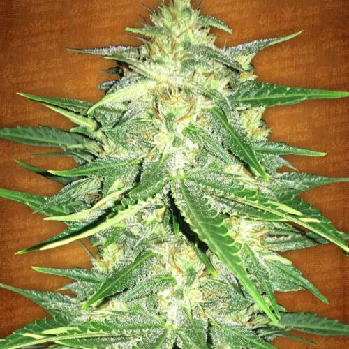 Lemon AK Auto Feminised Seeds