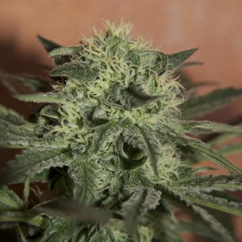 Lemon Auto Feminised Cannabis Seeds by Seedsman