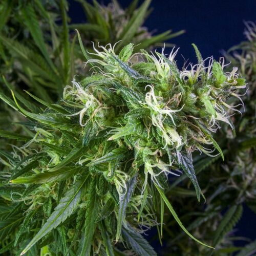 Lemon Heaven Feminised Seeds