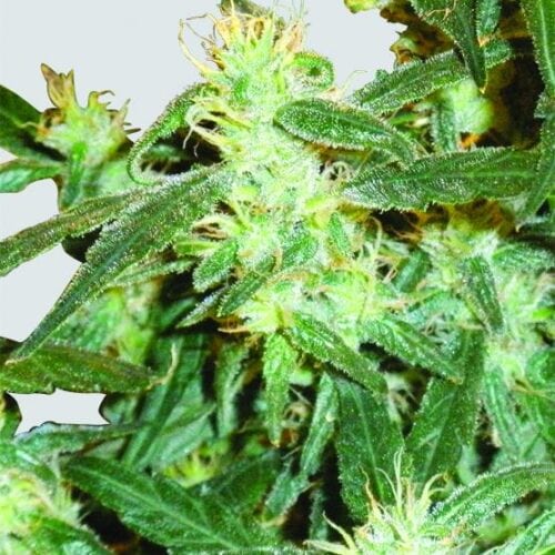 Lemon OG Haze Feminised Seeds - 5