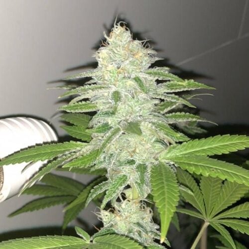 Lemon Sherbert Feminised Seeds - 5