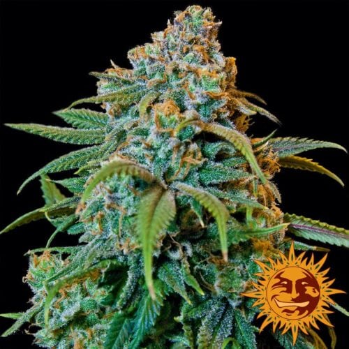 Liberty Haze Feminised Seeds
