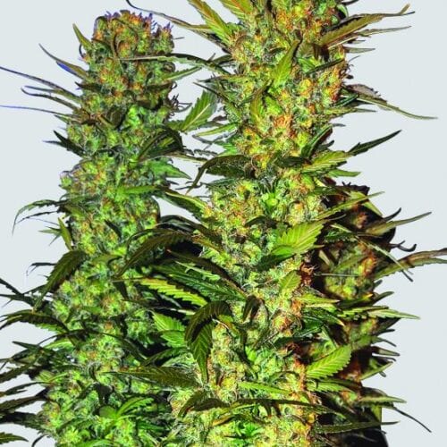 Lithium OG Kush Feminised Seeds - 5