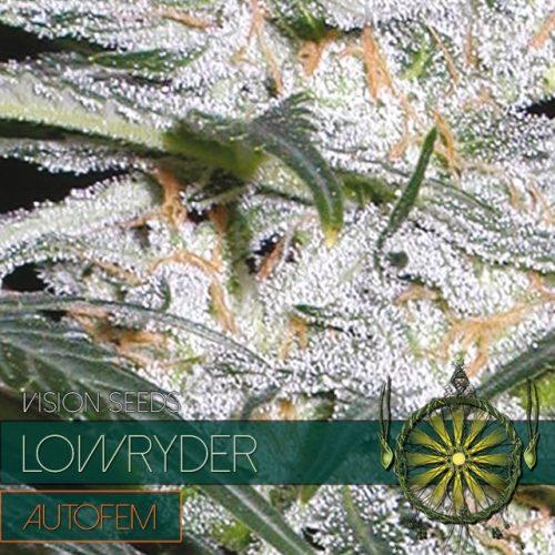 Lowryder Auto Feminised Seeds