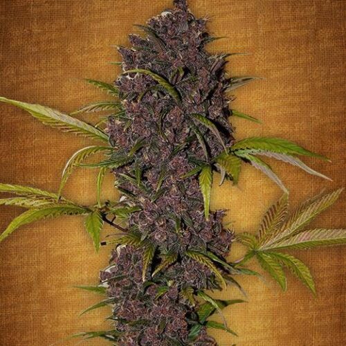 LSD - 25 Auto Feminised Seeds