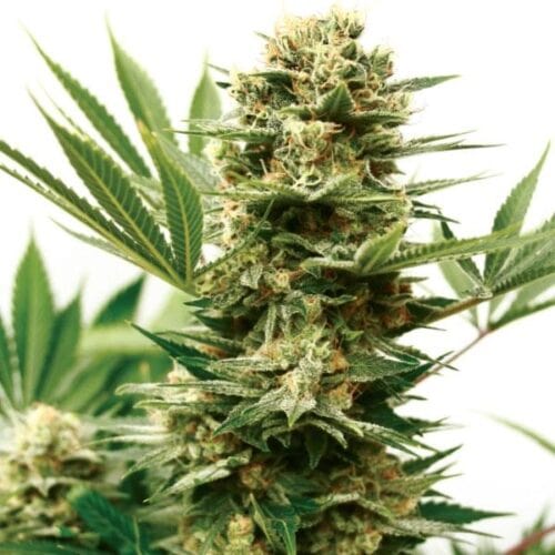 Mass Shooter Auto Feminised Seeds