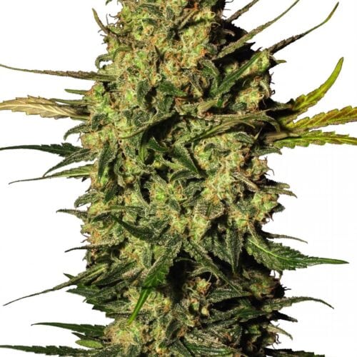 Master Kush Auto Feminised Cannabis Seeds by White Label Seed Company