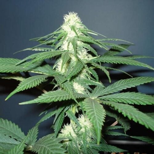Master Kush Feminised Seeds - 5