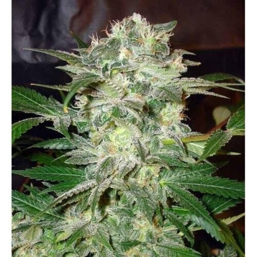 Mazar Kush Feminised Seeds