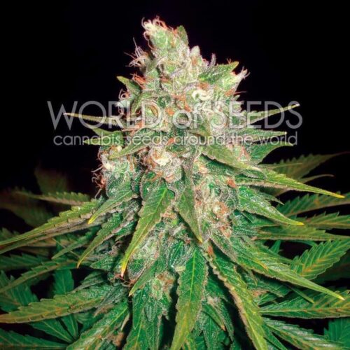 Mazar x Great White Shark Feminised Seeds