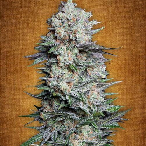 Mexican Airlines Auto Feminised Seeds