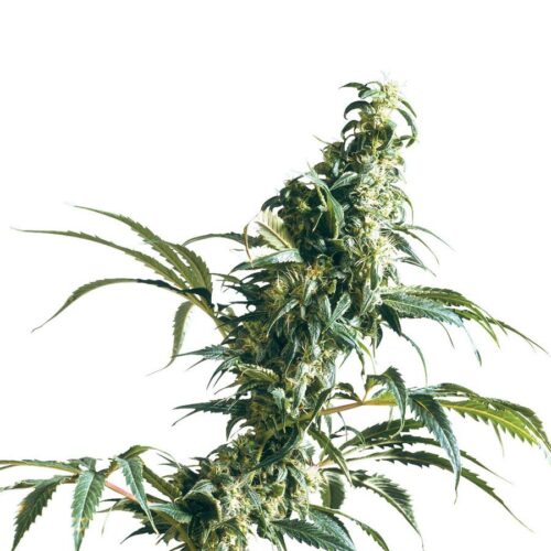 Mexican Sativa Feminised Seeds