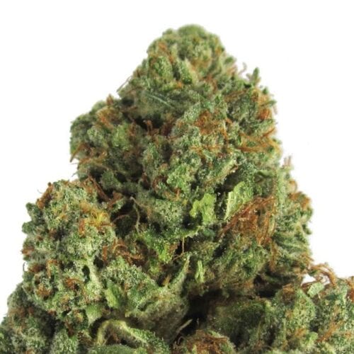 Midnight Mass Feminised Seeds