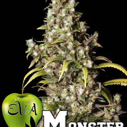 Monster Feminised Cannabis Seeds by Eva Seeds
