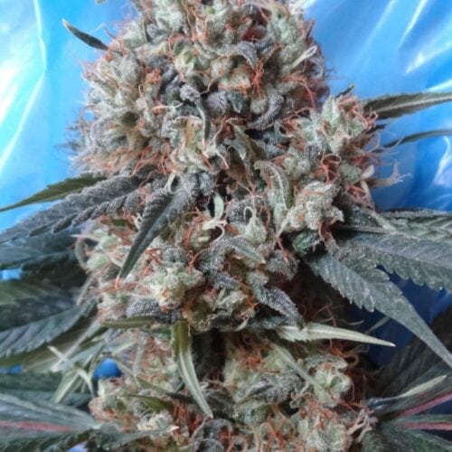 Nepal Jam x Kali China Feminised Seeds